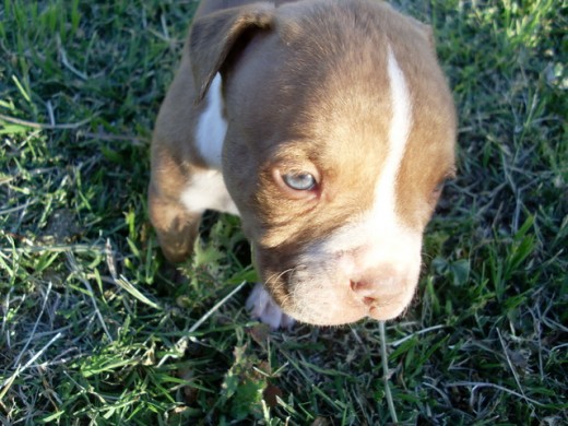 El es Chocolate  tiene 2 meses 17 días de edad. Es algo serio y tranquilo, pero es muy lindo. Les agarramos mucho cariño a el y a los otros 5 cachorros que nos dieron nuestras mascotas "Domo" y "Dana" solo que 2 de ellos ya no estan con nosotros a una de las hembras nos la robaron y a uno de los machitos "Domito Junior" lo vendimos, y nos da gusto que le haya tocado una buena familia creo que ahora su dueño es un niño jeje y dicen que esta muy bien alimentado, que se esta poniendo bien Gordito y Bonito, estamos contentos por el. 

_________________________________

Fallecio a la edad de 2 meses 22 días